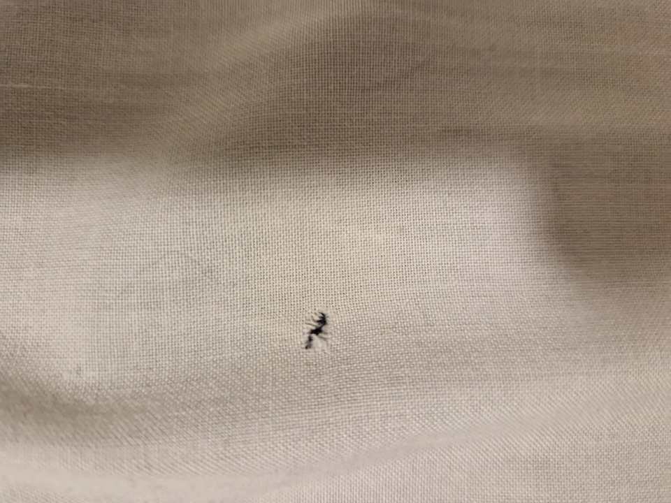 Zimmer EuroParcs Bad Hoophuizen