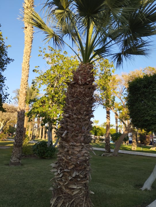 Gartenanlage The Grand Hotel Hurghada