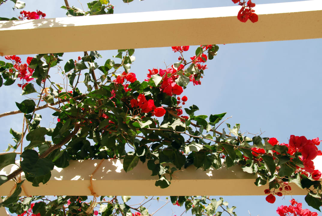 Hotelbotanik Hotel Cordial Mogán Playa