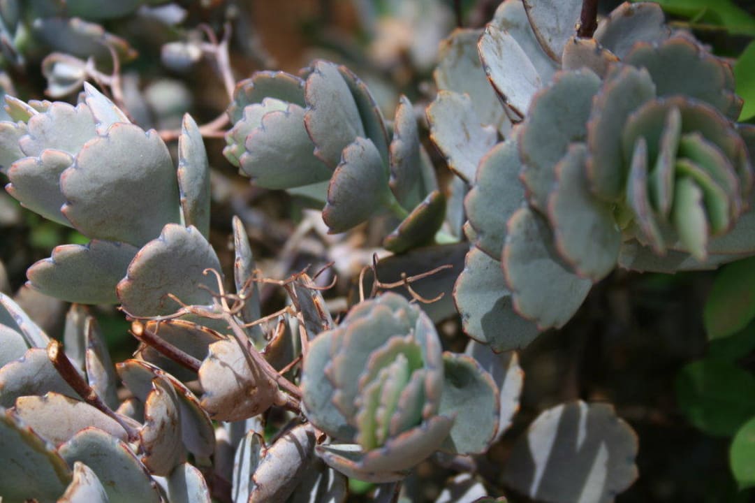 Ogród Hotel Amboseli Sopa Lodge
