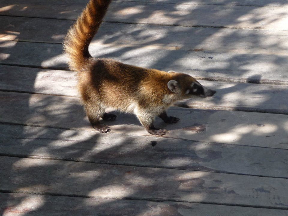 Ein kleiner Mitbewohner der Anlage Iberostar Selection Paraiso Maya Suites