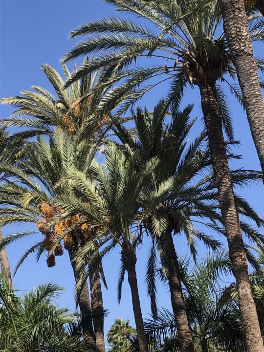 Außenansicht Hotel Riu Palace Palmeras