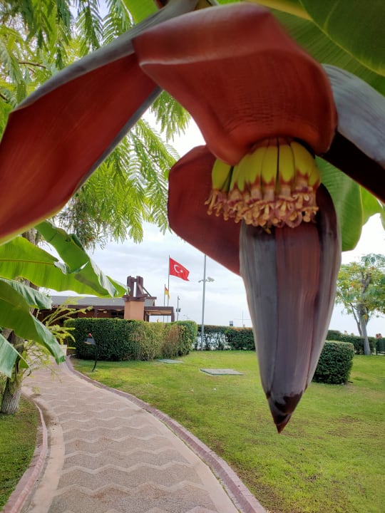 Gartenanlage Limak Limra Hotel & Resort