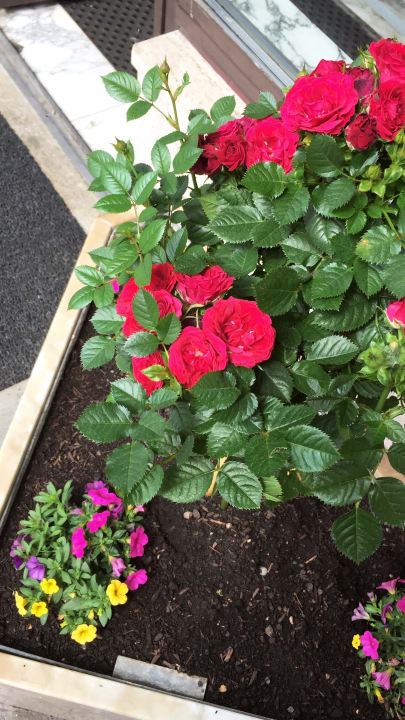 Gartenanlage Hotel Am Limes