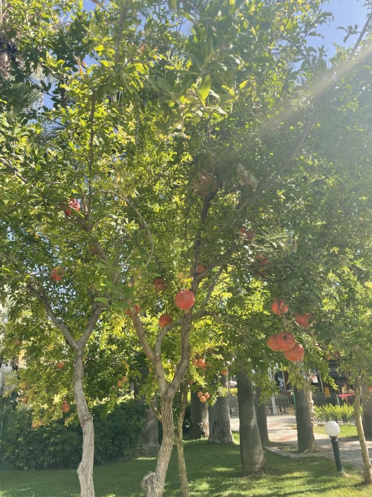 Gartenanlage Labranda Alantur Resort