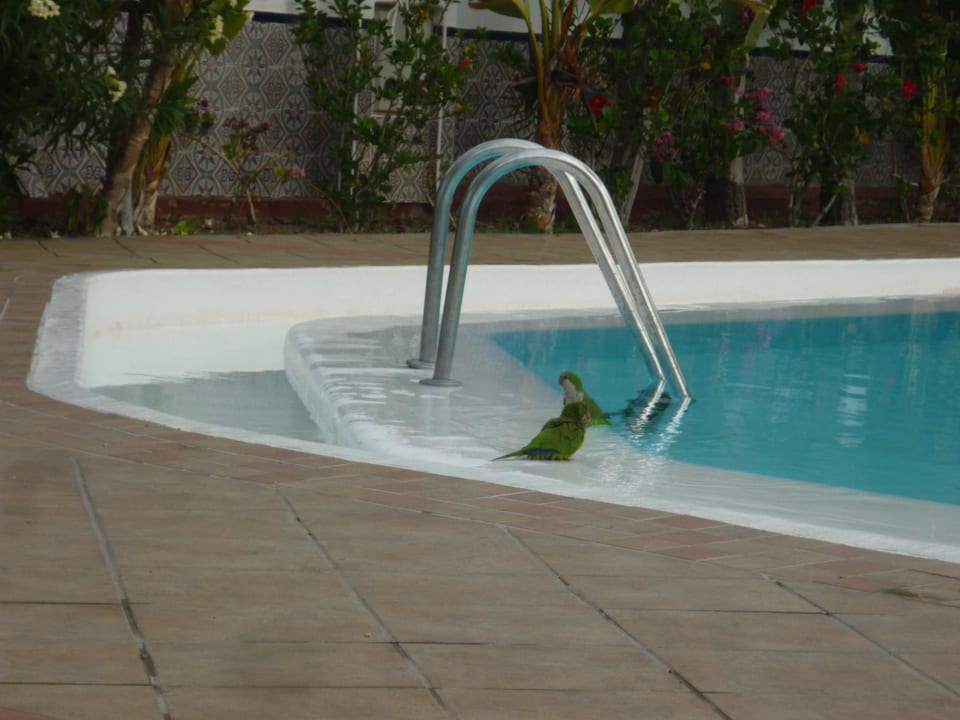 Papageien HL Miraflor Suites Hotel