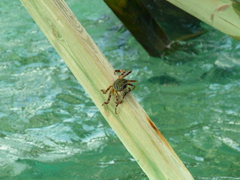 Kleiner Fratz... Kuredu Island Resort & Spa