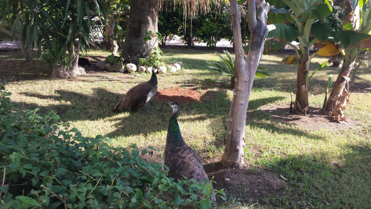 Gartenanlage Seaden Sea World Resort & Spa