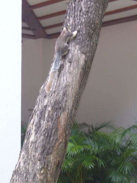 Unbekannter Vierbeiner Cinnamon Lodge Habarana