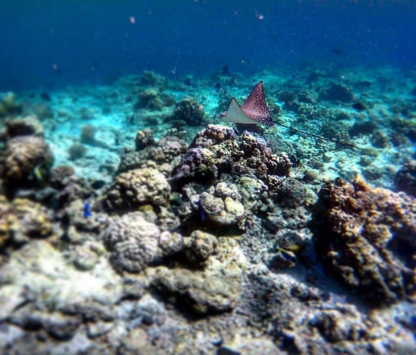 Sport & Freizeit Dreamland The Unique Sea & Lake Resort / Spa