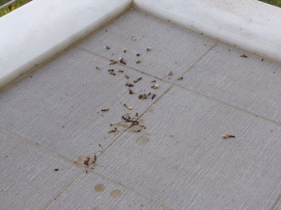 Jeden Tag Schwalbendreck Seaden Sea World Resort & Spa