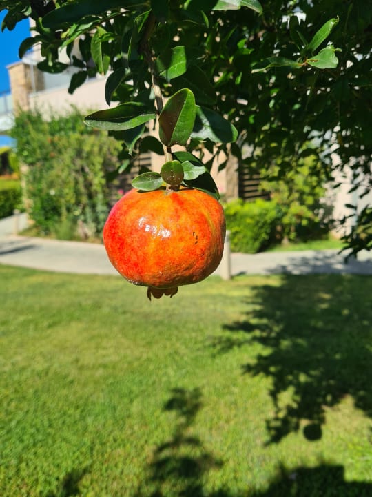 Gartenanlage Istion Club & Spa