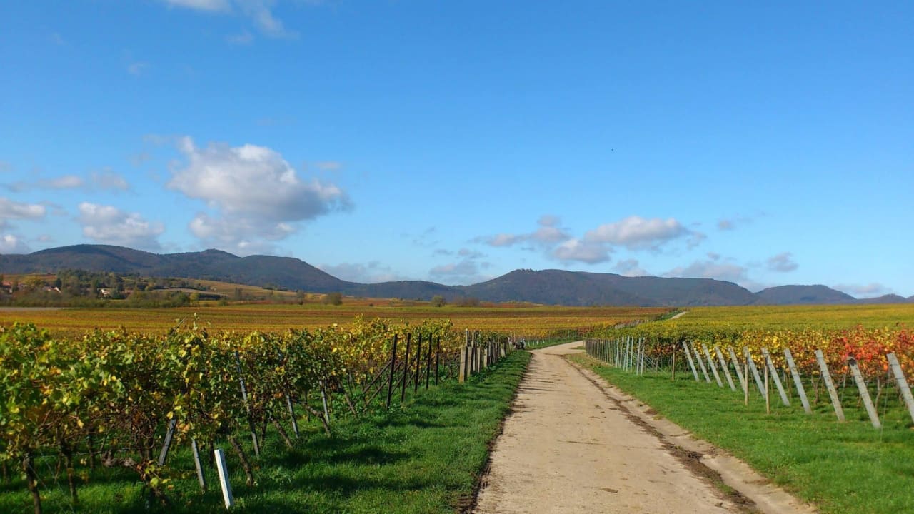 Die Weinberge direkt vor der Haustür Gästehaus Mühlengrund