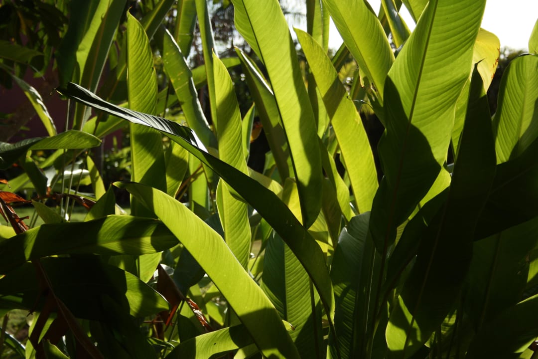 Schön grün Punta Cana Princess All Suites Resort & Spa