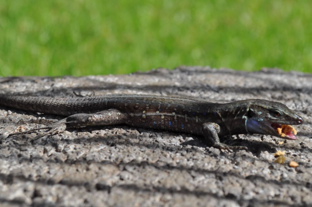 Jaszczureczka La Palma Princess