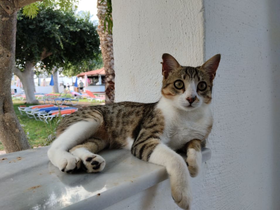 Sonstiges TUI SUNEO Chrissi Amoudia