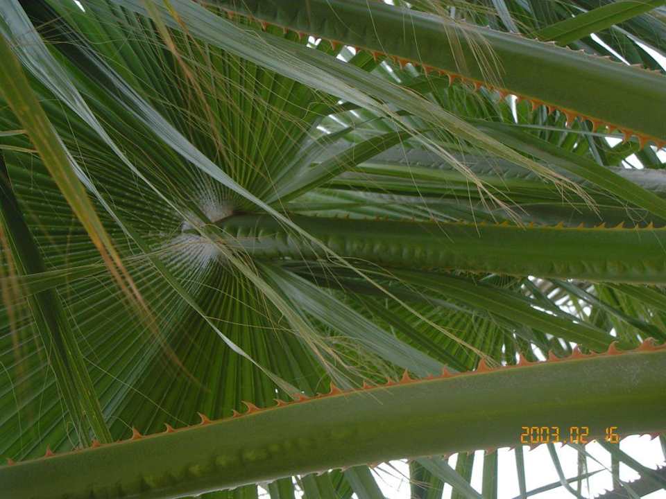 Ogród Sultan Gardens Resort