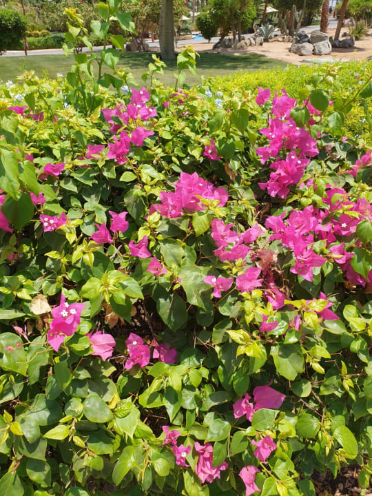 Garten Steigenberger Aqua Magic