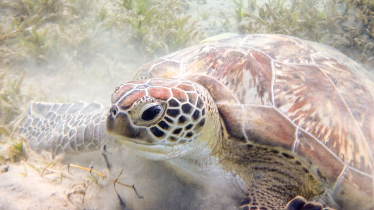 Strand Steigenberger Coraya Beach - Adults only