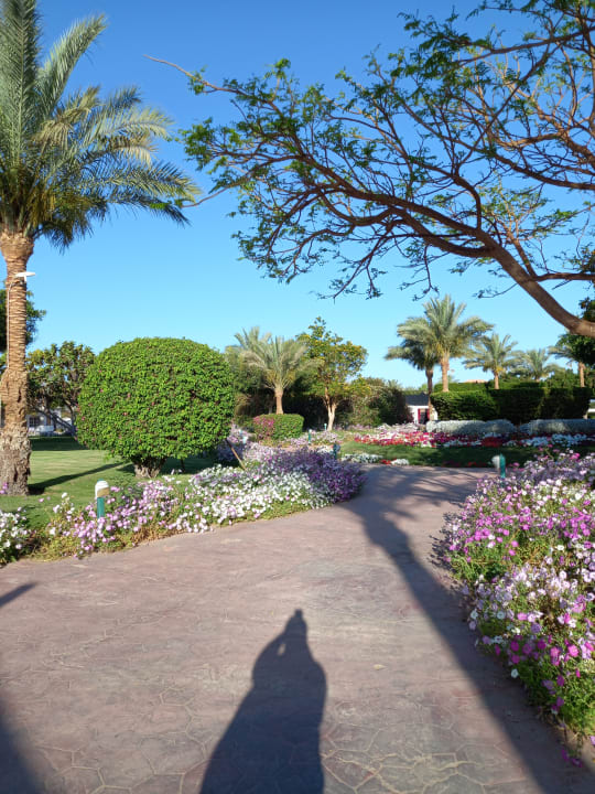 Gartenanlage Desert Rose