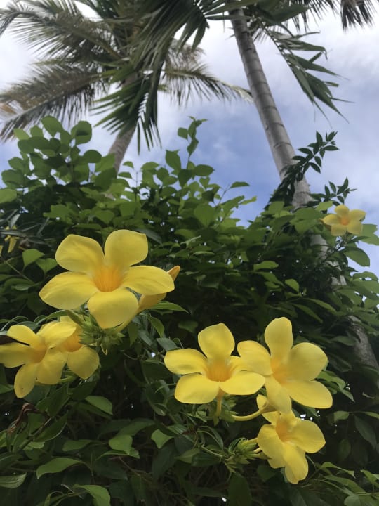 Gartenanlage Wyndham Alltra Samana