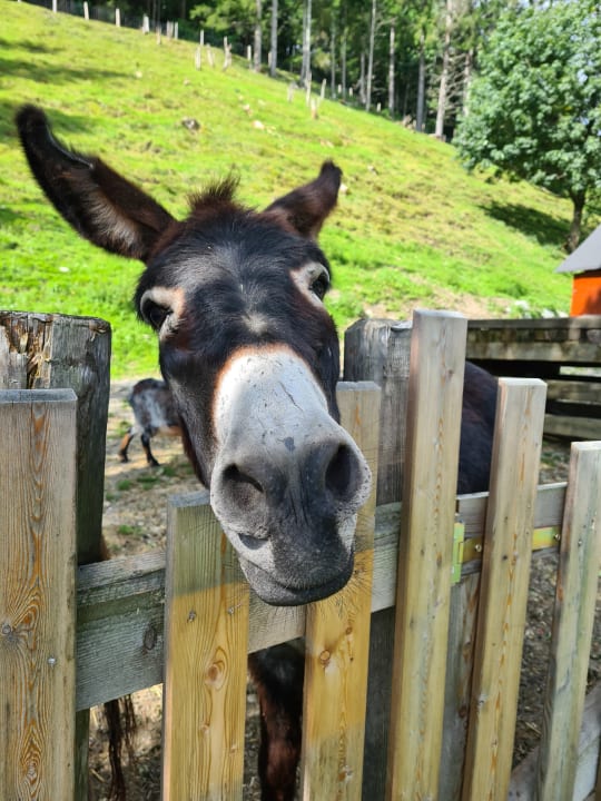 Sonstiges Hotel Stadt Wien