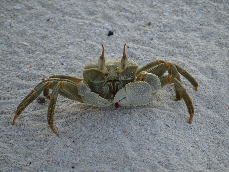 Viele Krabben... Kuramathi Maldives