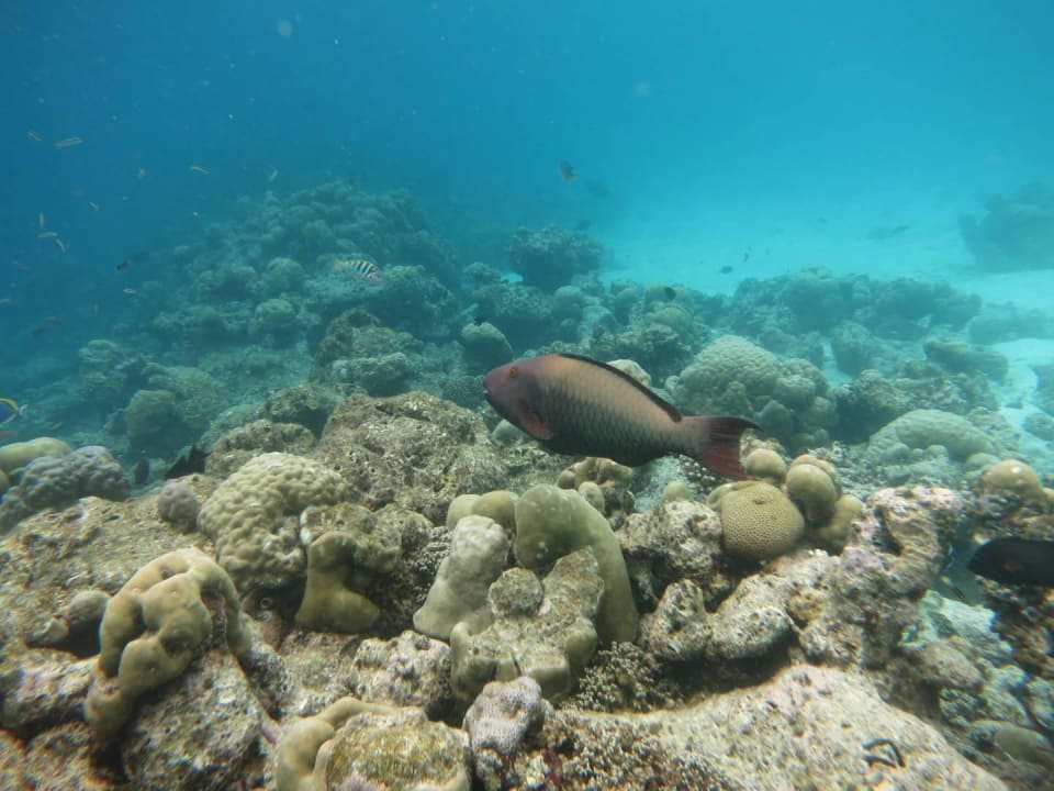 Am Hausriff Kuredu Island Resort & Spa