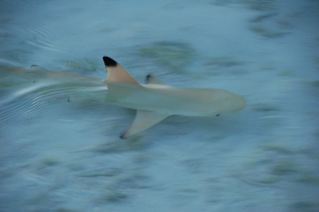 Baby Hai Meeru Maldives Resort Island