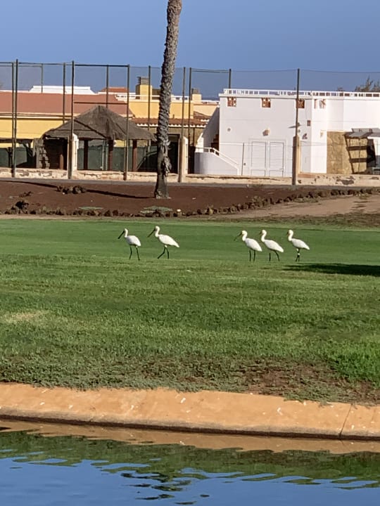 Gartenanlage Elba Palace Golf Boutique Hotel - Adults Only