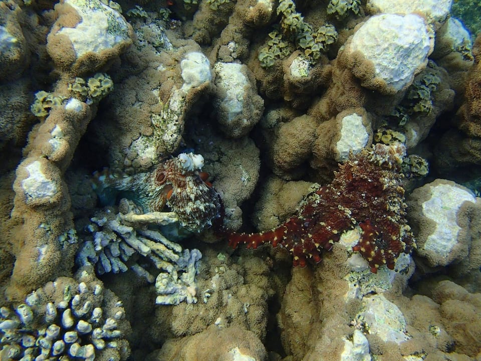 Octopuspaarung Three Corners Equinox Beach Resort