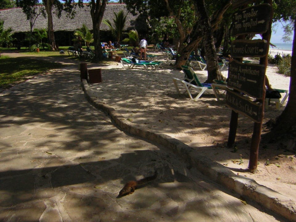 Buschbaby in der Gartenanlage Baobab Beach Resort & Spa