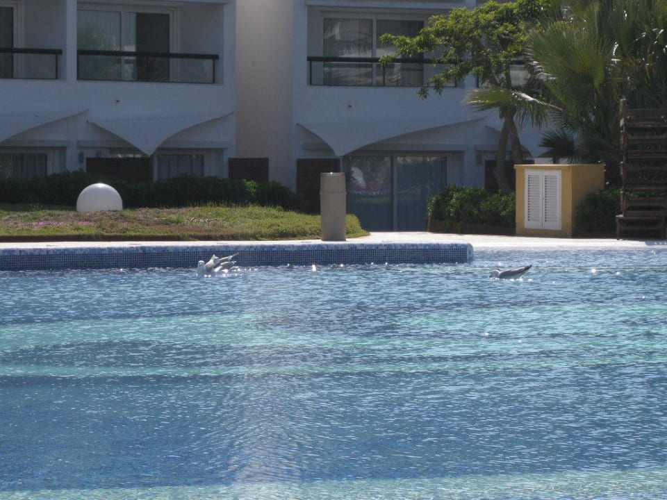 Möwenschwimmstunde Grand Palladium Select Palace Ibiza