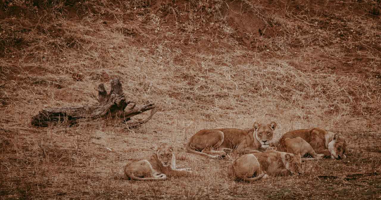 Sonstiges Rukiya Safari Camp