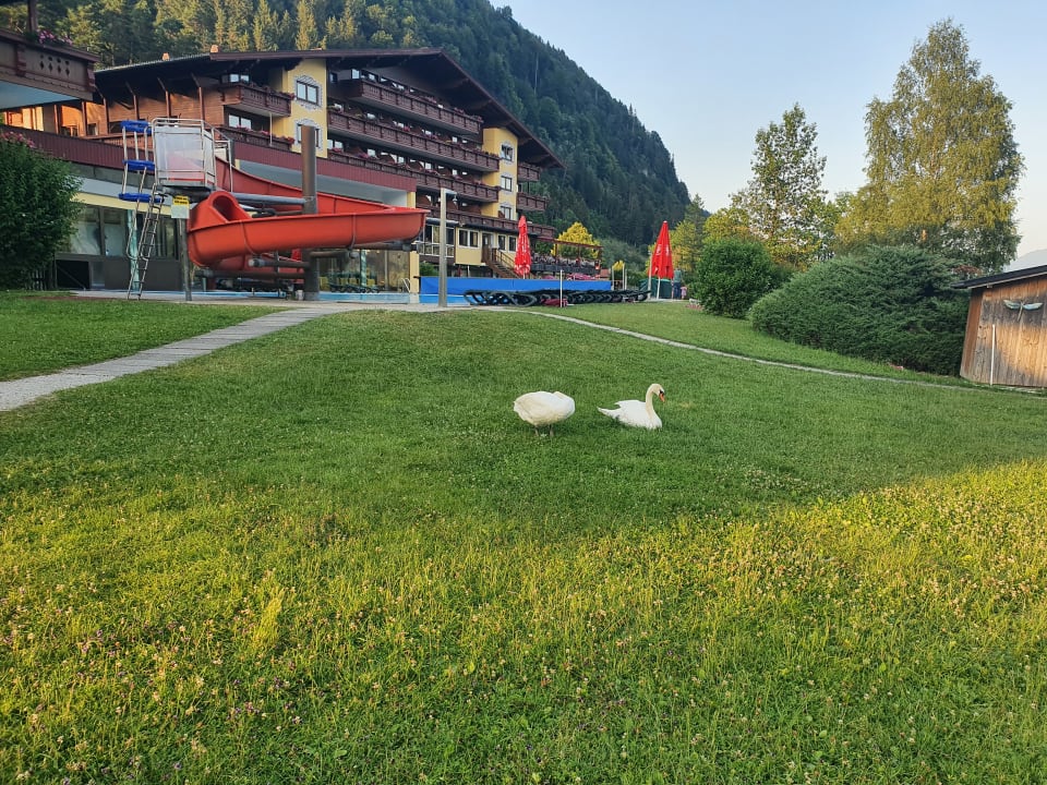 Pool Hotel Bellevue am See