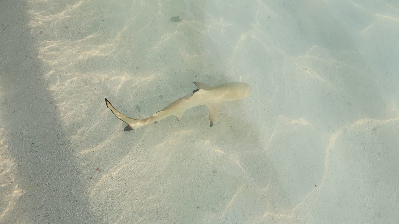 Strand Kuramathi Maldives