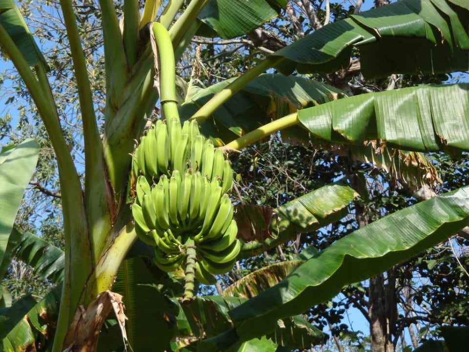 Hier wachsen auch Bananen Sandos Playacar Beach Resort