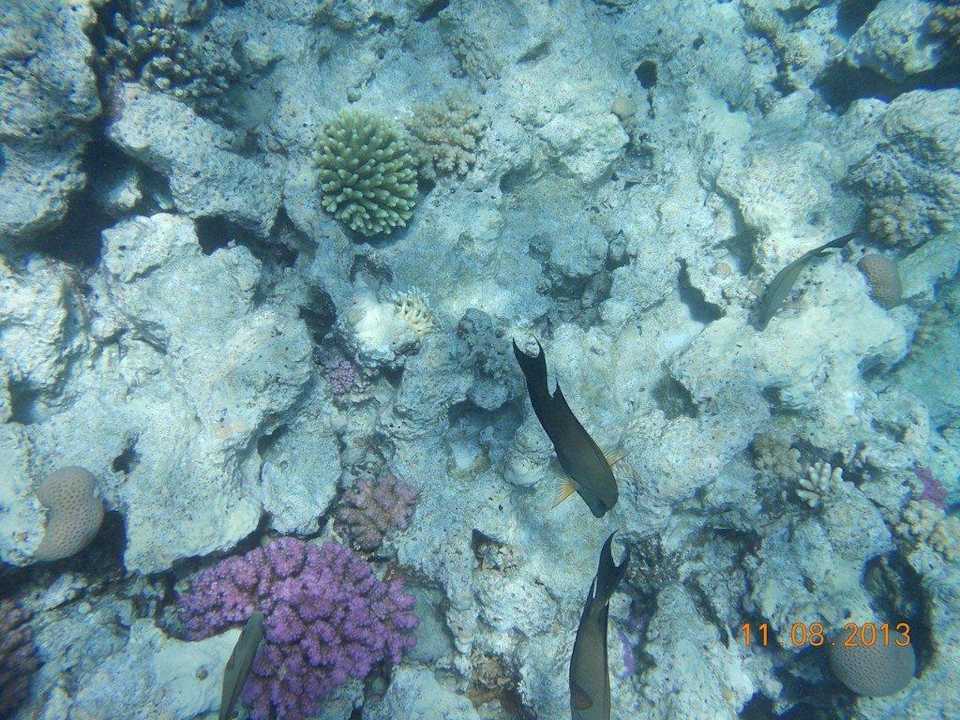 Rafy koralowe Titanic Beach Spa & Aqua Park