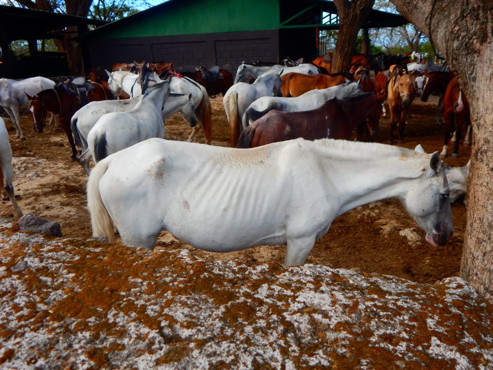 Pferde Hotel Buena Vista Lodge