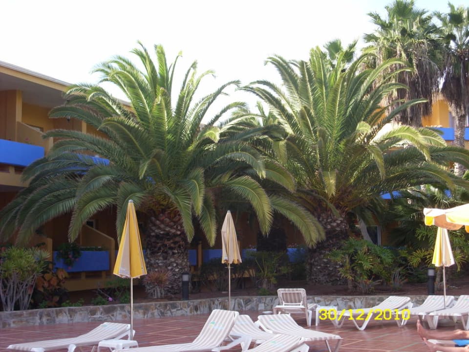 Palmen am Pool Club Hotel Drago Park