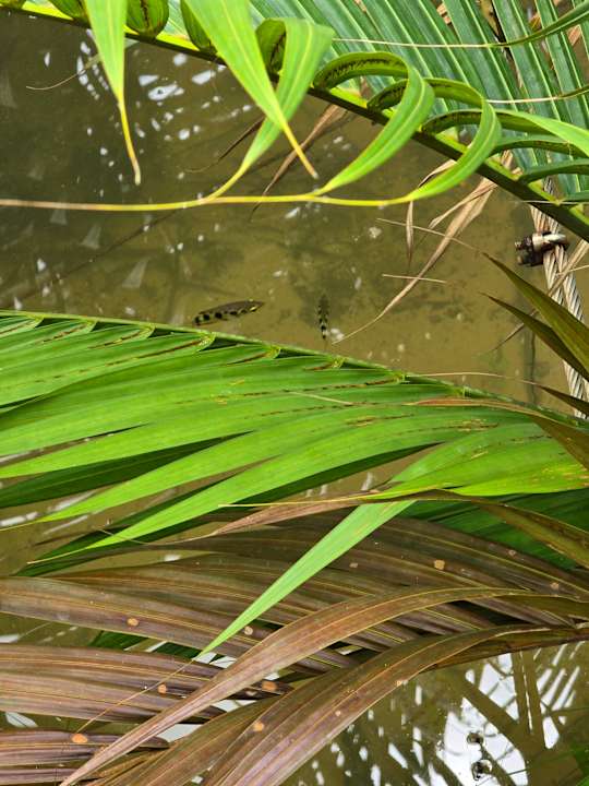 Sonstiges Canvas and Orchids Retreat