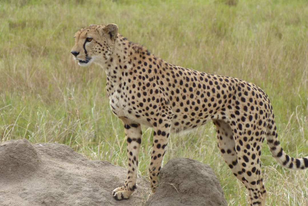 Sonstiges Aruba-Mara Camp