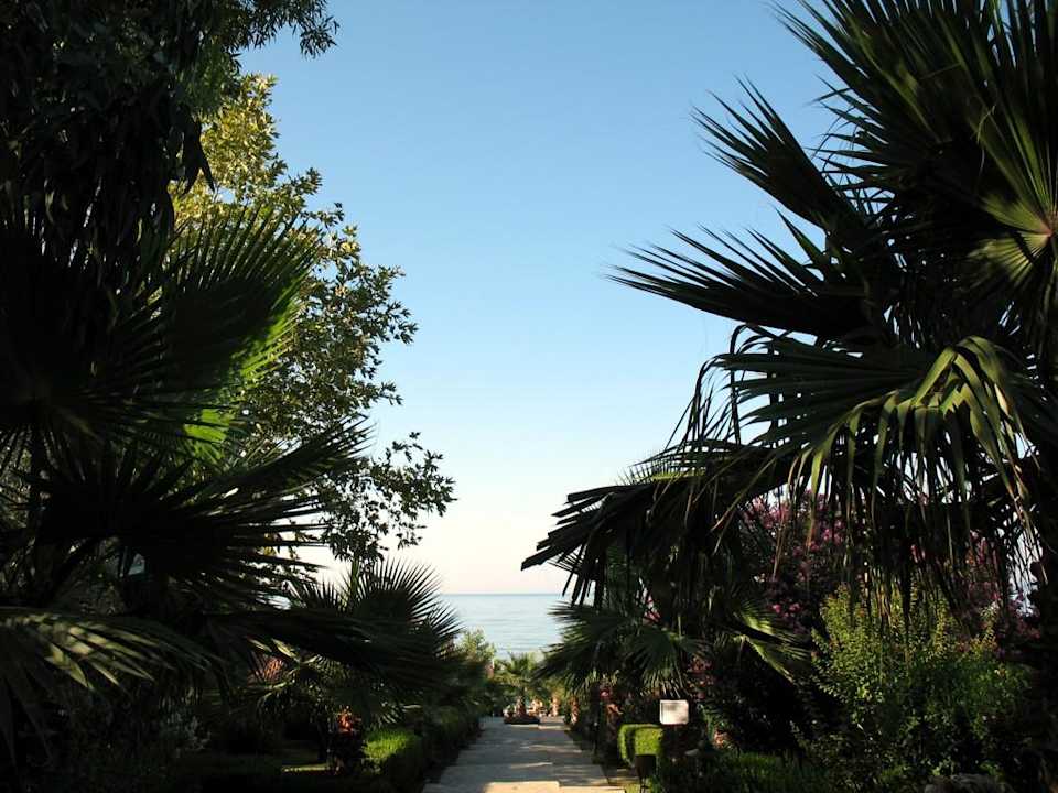 Palmen am Weg zum Strand Alba Resort Hotel