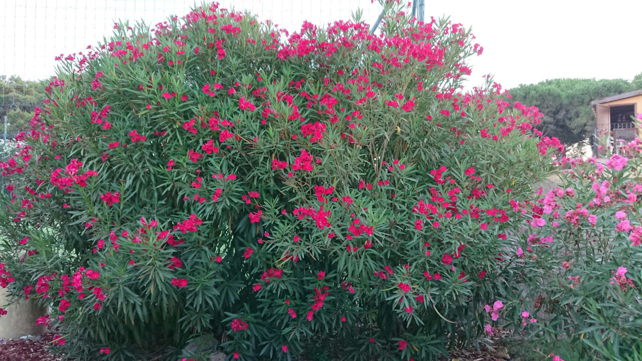 Gartenanlage Horse Country Resort Congress & Spa