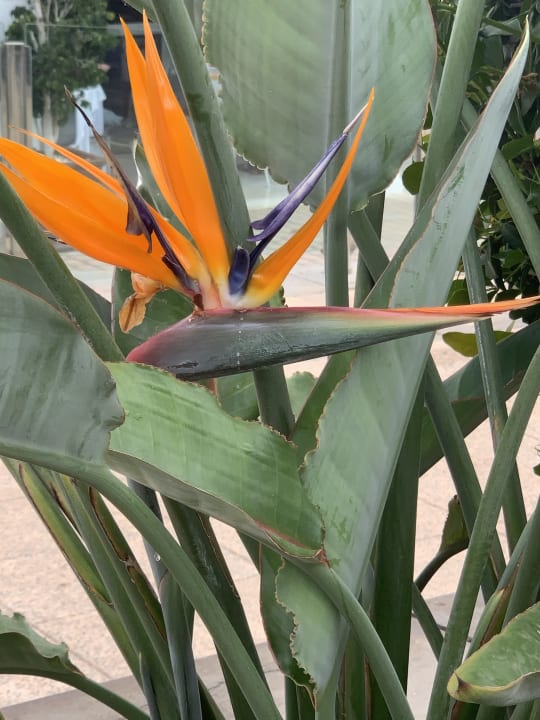 Gartenanlage R2 Bahía Playa Design Hotel & Spa - Adults Only