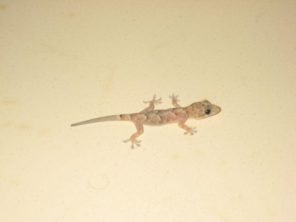 Ein Besuch Grand Palladium Select Bávaro Resort & Spa