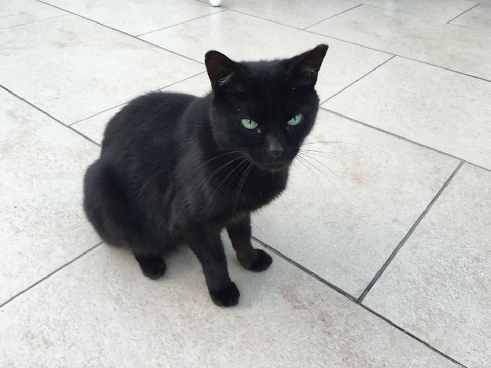 Hotelkatze Adrián Hoteles Colón Guanahaní - Adults only