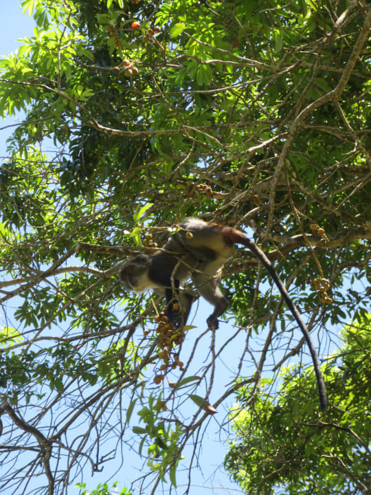 Gartenanlage Baobab Beach Resort & Spa