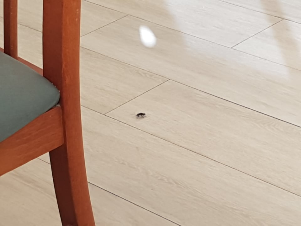 Gastro JS Hotel Horitzó