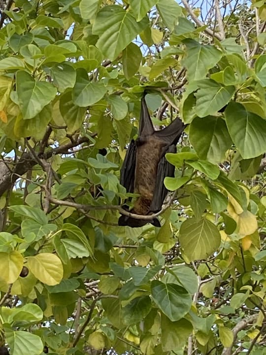 Gartenanlage Adaaran Select Meedhupparu Island Resort - Premium All Inclusive